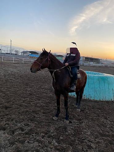 Другие животные: 4 асый . рост 165 улагы бар, казан улак жана жер улак — 7