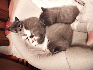 Pişiklər: Britan, Erkək, Dişi — 2