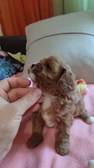 Psi: Cavapoo f1 stenci, otac toy red dark boja, majka king carls cavalier na lalafo.rs — 7 Psi: Cavapoo f1 stenci, otac toy red dark boja, majka king carls cavalier — 7