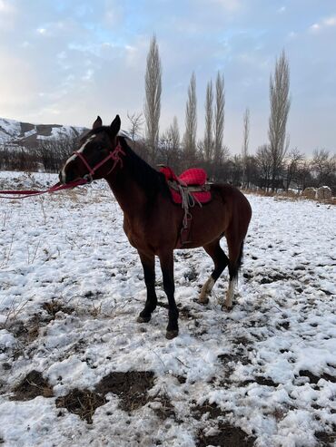 Лошади, кони: Продаю | Жеребец | Рабочий — 1