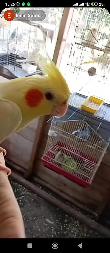 cex quslar: Məhsul: Nimfa (Cockatiel) tutuquşuları və qəfəs dəsti Təsvir: - — 2