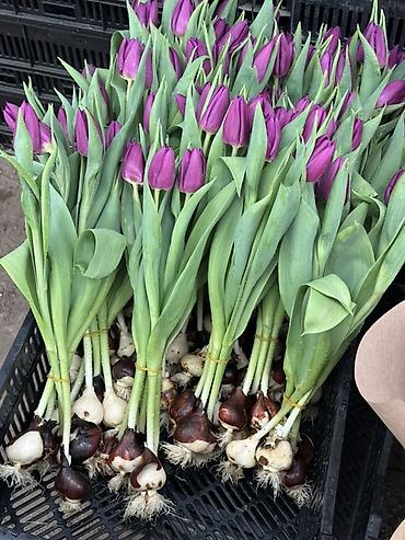 Цветы и букеты: Тюльпаны оптом с луковицей, срез «на луковице» из теплицы - 30 — 1