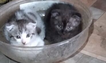 вислоухие шотландские котята: Впродаю вислоухих котят 2 месяца, приучены к лотку