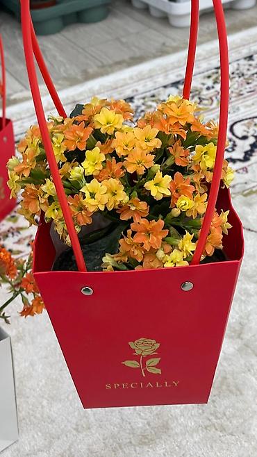 Каланхоэ: Горшечные каланхоэ в подарочных пакетах - Цветение: обильные соцветия — 5