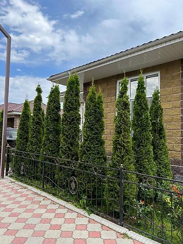 Аренда коттеджей и домов на Иссык-Куле: Коттедж, Royal beach, Чок-Тал, 8 мест — 22