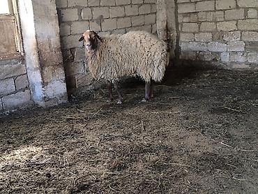 Mal-qara: Damazli qoc bir yas yarimliq — 4