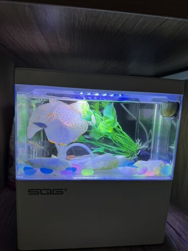 растения в аквариум: Компактный настольный аквариум с подсветкой - Стильный прямоугольный