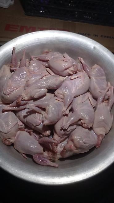 Digər quşlar: Bildirçin satışı✅. ev şəraitində saxlanılmış bildirçinlər ferma — 1