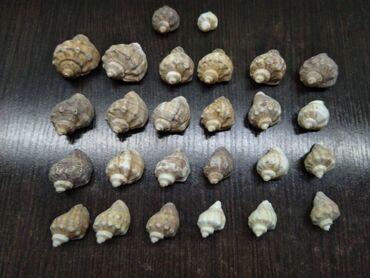 Akvarium aksessuar və ləvazimatları: TECLI elaqe ucun zeng vurun mesajlara bos vaxtim olanda -da lalafo.az — 11 Akvarium aksessuar və ləvazimatları: TECLI elaqe ucun zeng vurun mesajlara bos vaxtim olanda — 11