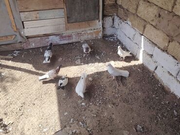İtlər: 7 dene göyərçin hamısı baladi qiymət hamısına aiddi boş bekar adamlar