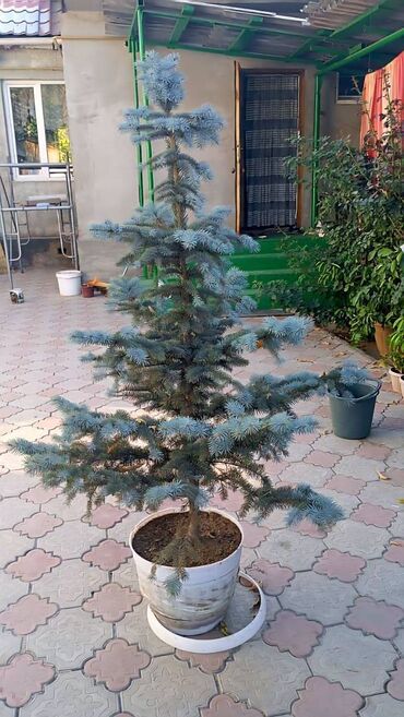 дед мороз и снегурочка: Красивая елочка! Живая ель на новый год у вас в квартире! Живая