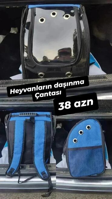 anqora pişiklər: Norveç, Erkək, Pulsuz çatdırılma