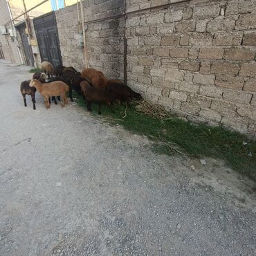 Quzu: Salam hervaxdız xeyir saxlamlıq quzularm cxdı satqa isdiyen elaqe — 16