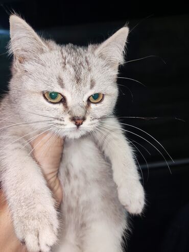 кошачья мята: Отдам даром котят. Описание: - Окрас: один бело-тигровый (белый с