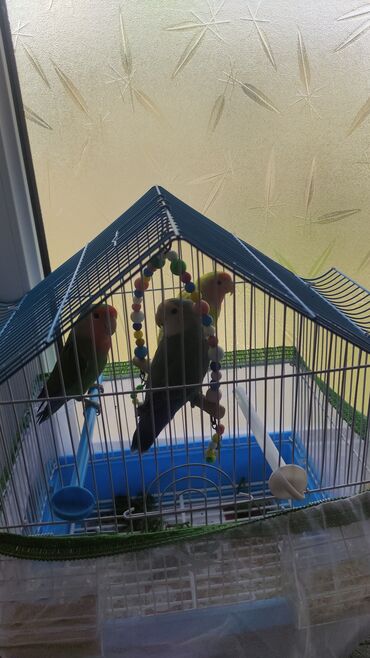 İtlər: Fişher nerazluçnik Tutuquşu Təsvir: - Şəkillərdə rəngarəng lovebird