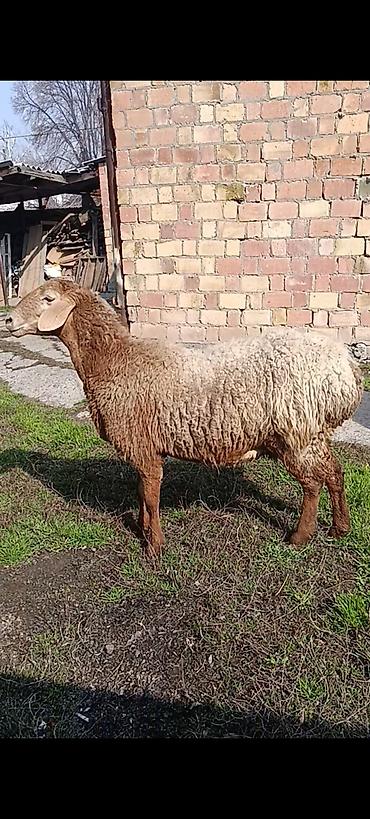 Баран, овца: Продаю | Овца (самка) | Для разведения | Матка at lalafo.kg — 1 Баран, овца: Продаю | Овца (самка) | Для разведения | Матка — 1