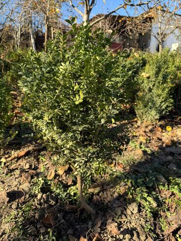 Şitillər: Şimşir tingləri satıram. Onlar dekorativ haşiyələr, hedcinqlər və — 25