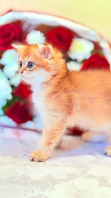 scottish fold satilir: Şotland — 3