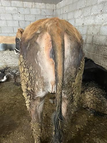 Коровы, быки: Продаю | Корова (самка) | На откорм, На забой, Для разведения — 4