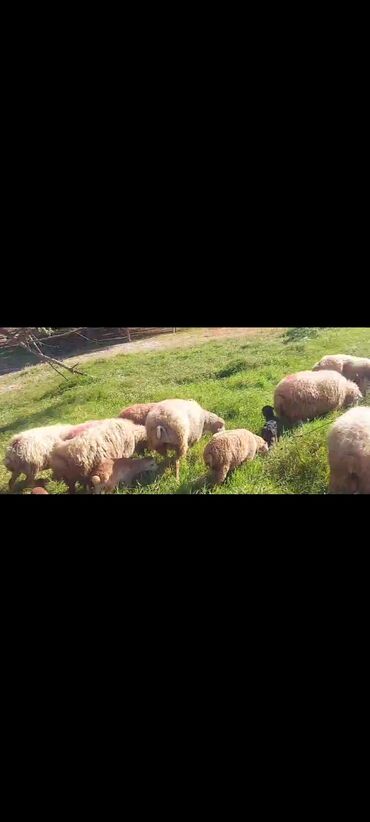 Qoyunlar, qoçlar: Dişi, il: 2, 50 kq, Damazlıq, Ünvandan götürmə — 3