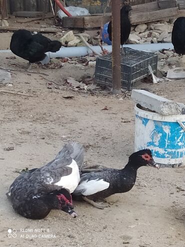 mandarin ordeyi: Lal Macar sort ördəkler satılır 1+5 ərkey 55 man., fərəsi 30 manat