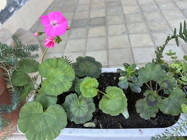 Xalçalar: Xalça -da lalafo.az — 57 Xalçalar: Xalça — 57