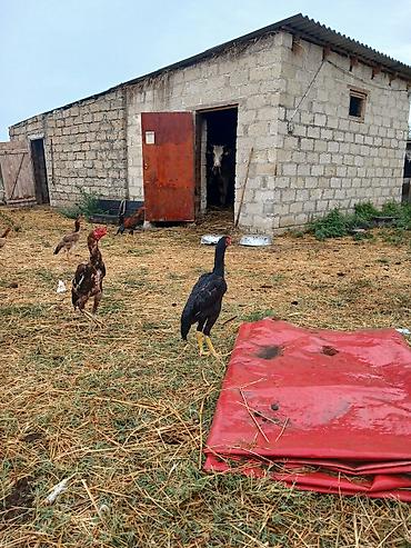 alabay qiymeti: Yaxsi bece isdiyem doyus becesi isdeyen yaza biler doyusne — 1