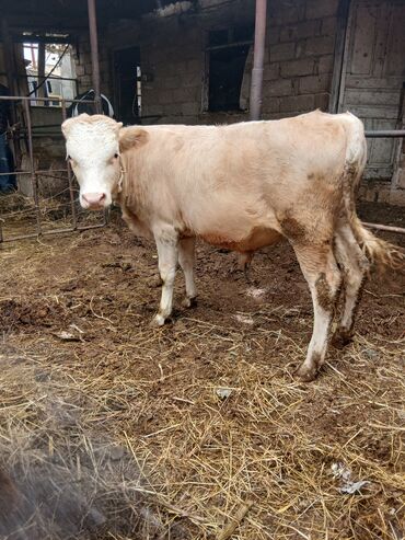 Inəklər, öküzlər: Danalar satılır damazlıq ve etlik unvan Bine qesebezi — 16