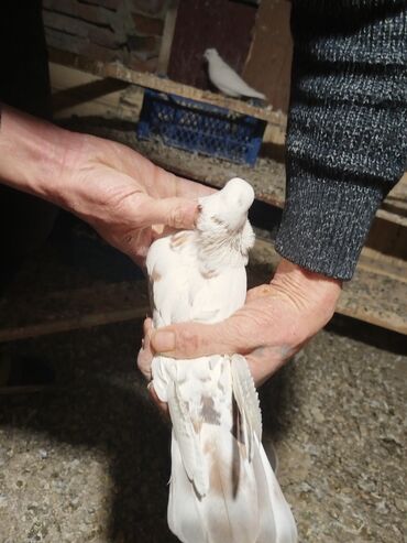 Göyərçinlər: Ağ rəng üstünlük təşkil edən ev göyərçinləri – dəst halında. - — 6