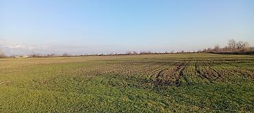 Torpaq sahələrinin satışı: Kənd təsərrüfatı — 4