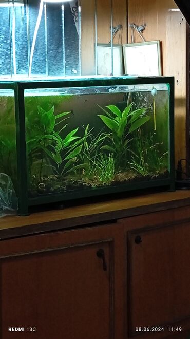 малек рыбы: Продам аквариум, каркасный,с рыбками растениями, фильтр обогреватель