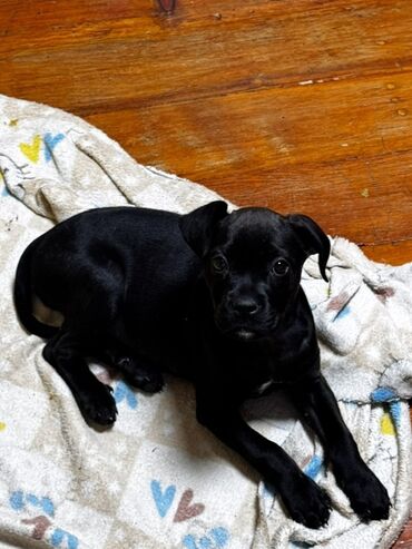 вязка чихуахуа: Щенок питбуля девочка, 2,5 месяца Только в хорошие условия! С детьми