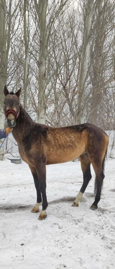 Лошади, кони: Продаю | Жеребец | Для разведения, Конный спорт | Племенные, Осеменитель — 8