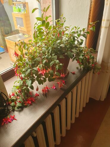 Другие комнатные растения: Продам цветок "Фуксия" большой куст