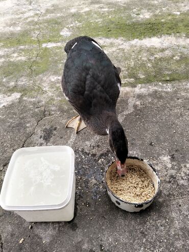 Ördəklər: Erkək, | Lal ördək, Damazlıq, Ünvandan götürmə — 11