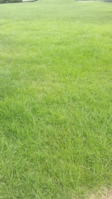 Torf: Torf 250 litrlik ekolayf perlitli 250 litrlik torf perlitli organik — 26