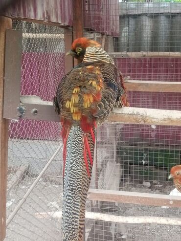 продажа цыплят несушек: Продаю золотых фазанов самцов прошлого года