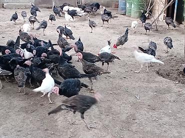 hind guşu: Məhsul: Hind toyuqları. Amerikan sortu Təsvir: - Açıq həyətdə — 3