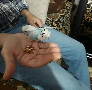 Digər quşlar: 2 aylıg qırmızı göz ələ öyrəşmiş quşdu
sumqayit — 2