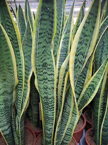 Ostale kućne biljke: Chlorophytum, Tamjanika, Sanseverije, Yucca, Drvo Zivota, Palma — 12