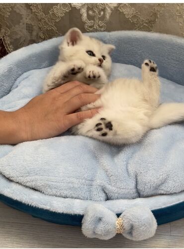 Pişiklər: Şinşilla, Erkək, Cütləşmə üçün -da lalafo.az — 12 Pişiklər: Şinşilla, Erkək, Cütləşmə üçün — 12