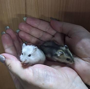 аренда животных: Продаются ручные хомячки сирийские, джунгарские, ангорские пушистые — 6
