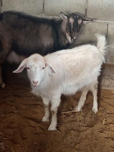 Козы, козлы: Продаю | Коза (самка) | Для разведения — 7
