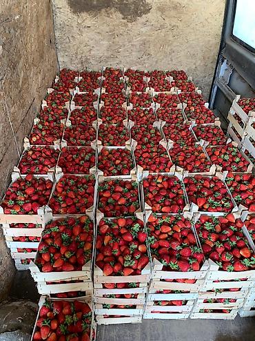 Малина: Малина Оптом, Бесплатная доставка, Самовывоз — 2