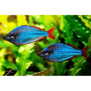 форель мальки: Радужница неоновая (Melanotaenia praecox) — стайная пресноводная рыбка