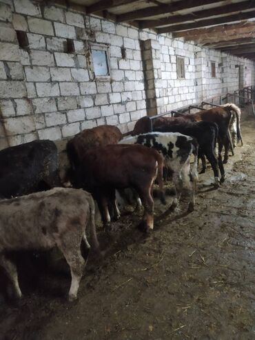 Dana, buzov: 23 dişi dana, 3 erkək dana satılır . Danalar diri çəkiylə 7 manatdan — 4