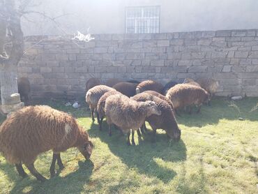 etlik inek cinsleri: Quzu, Erkək, ay: 2, Ətlik, Ödənişli çatdırılma