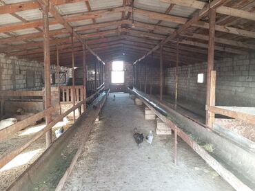 Kommersiya daşınmaz əmlakının satışı: 12 sotun içində Həyətyanı ferma satılır. 70 baş iri buynuzlu mal -da lalafo.az — 3 Kommersiya daşınmaz əmlakının satışı: 12 sotun içində Həyətyanı ferma satılır. 70 baş iri buynuzlu mal — 3