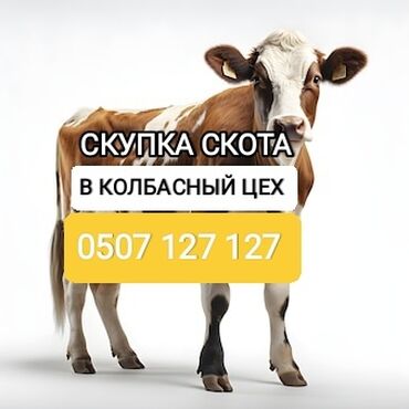 продажа скота: Куплю | Коровы, быки, Лошади, кони, Другие с/х животные | Круглосуточно, Любое состояние, Забитый