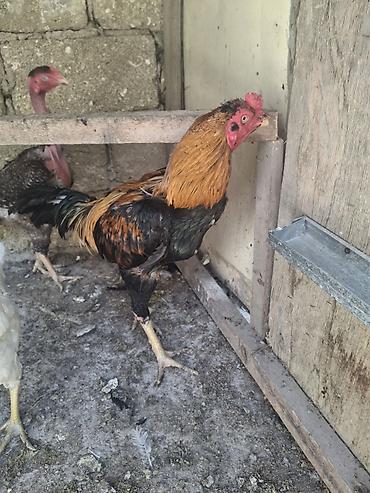 beca xoruz: Xoruz, Heyratı, il: 1, Ödənişli çatdırılma — 5